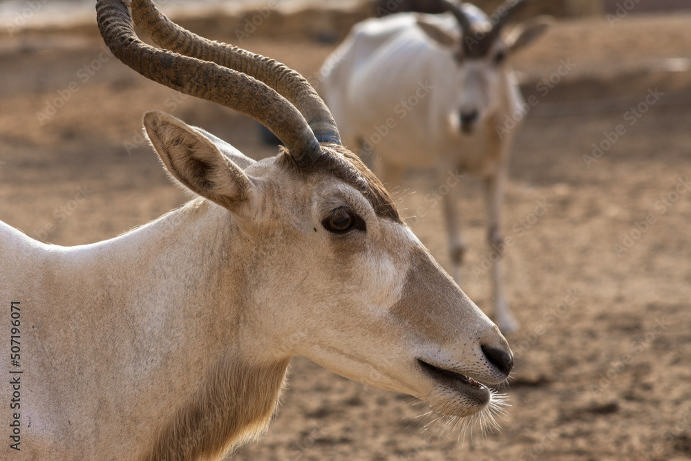 White antelope White antelope