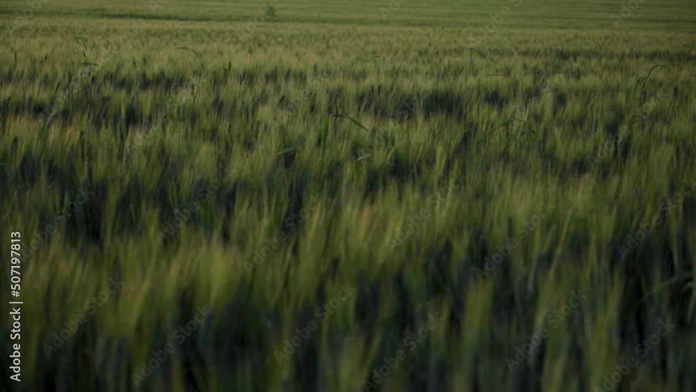 Green Wheat Field in Soft Evening Light, Relaxing Background Texture Green Wheat Field in Soft Evening Light, Relaxing Background Texture