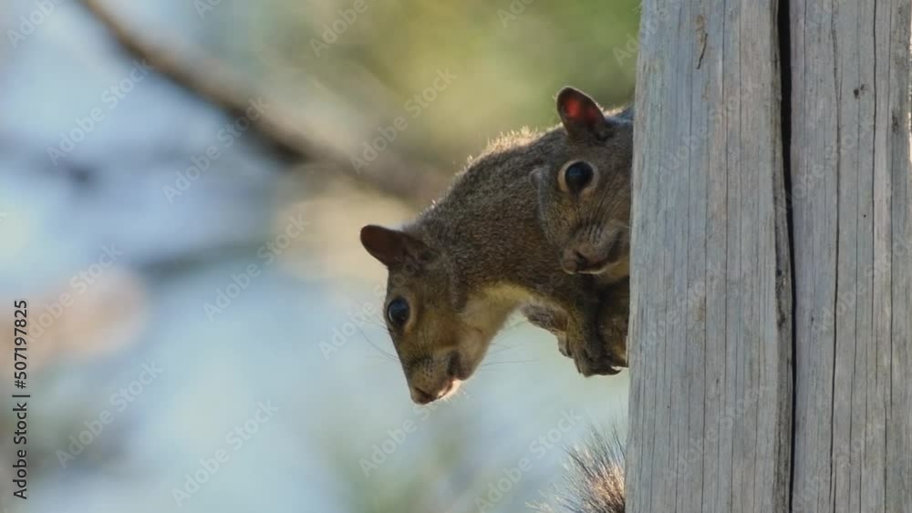 Two gray squirrels hiding up in a tree after being chased by a predator