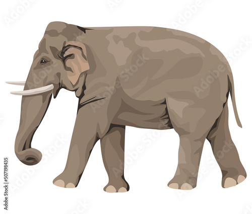 wild elephant walking