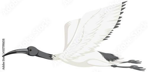 Australian white ibis isolated