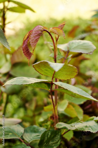 young leaves of a rose growing in the garden in spring
