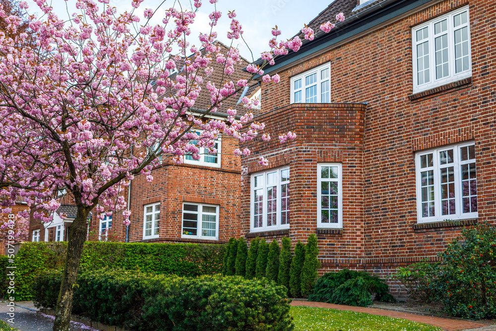 Scenic springtimeview of beautiful pink cherry sakura trees in blossom in a city. Blooming beauty on sunny spring day. Scenic springtimeview of beautiful pink cherry sakura trees in blossom in a city. Blooming beauty on sunny spring day.