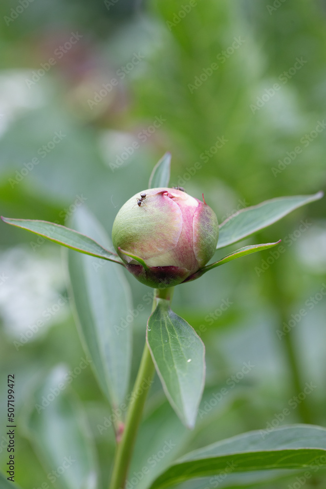 Blüte, blühen, Natur, Frühling, bunt, Farben, Blüte, blühen, Natur, Frühling, bunt, Farben,