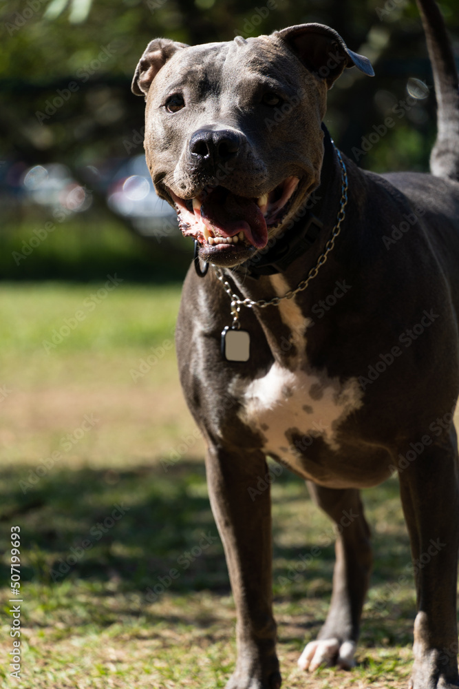 Blue nose Pit bull dog playing and having fun in the park. Selective focus. Summer. Sunny day