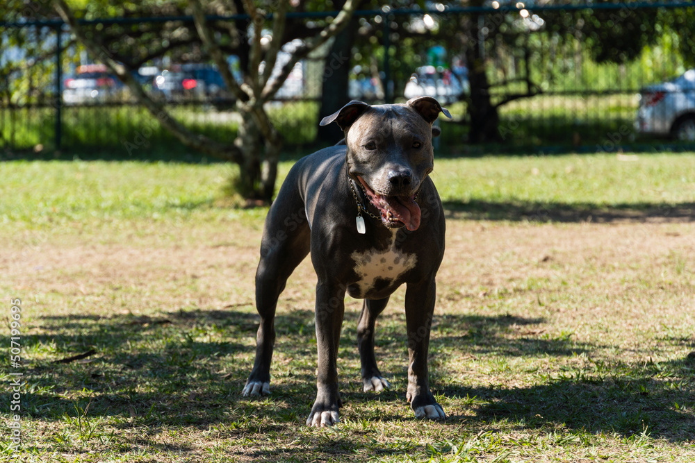 Blue nose Pit bull dog playing and having fun in the park. Selective focus. Summer. Sunny day