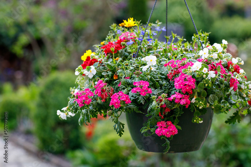 Pot of petunia flowers hanging on tree. Colorful summer flower in garden