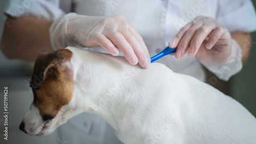 A veterinarian treats a dog from parasites by dripping medicine on the withers.  photo