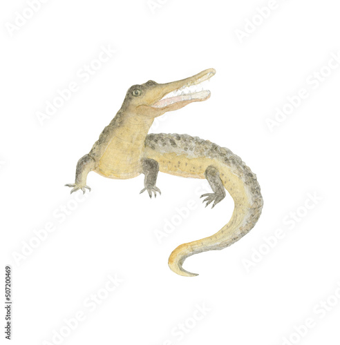 Watercolor painting a crocodile isolated on white