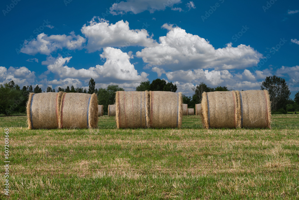 Roll of hay on the field. Harvesting on the field. Packed rolls on the field in the background cumulus clouds on a blue sky.