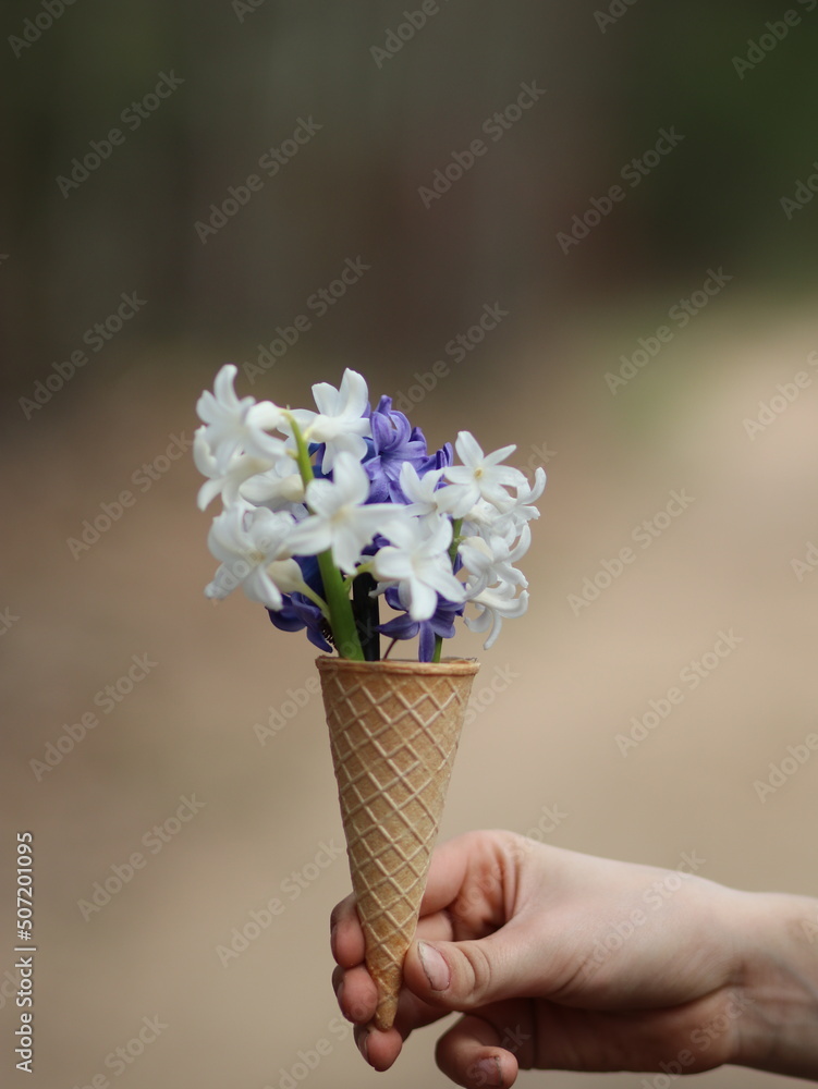 Hand holding colorful hyacinths in an ice cream cup