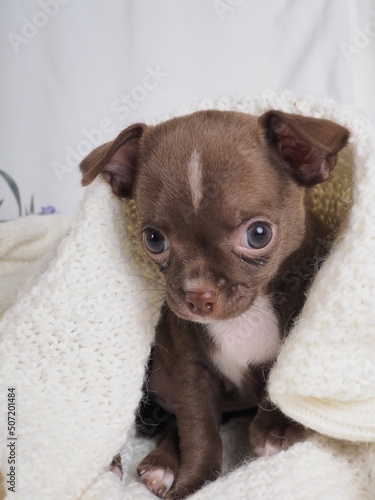 A small puppy of a Chihuahua dog breed of chocolate color on a light background