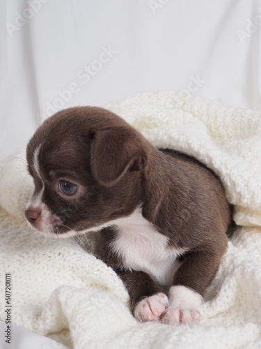 Fototapeta Naklejka Na Ścianę i Meble -  A small puppy of a Chihuahua dog breed of chocolate color on a light background