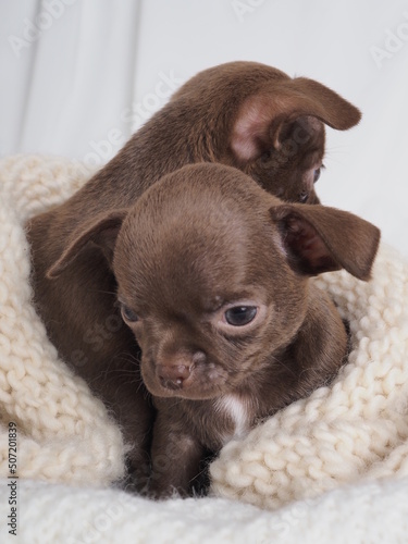 A small puppy of a Chihuahua dog breed of chocolate color on a light background