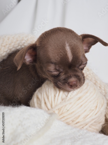 A small puppy of a Chihuahua dog breed of chocolate color on a light background