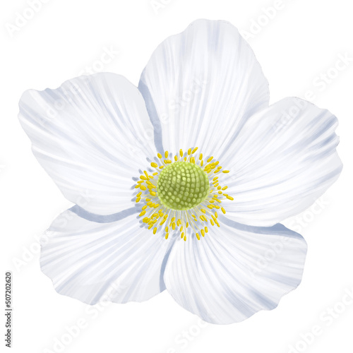 Obraz na plátně drawing flower of windflower, white anemone isolated at white background , hand