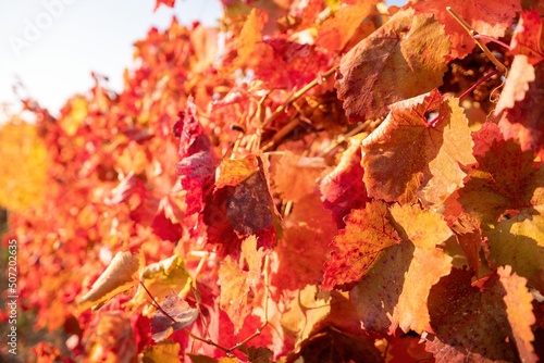 Bright autumn red orange yellow grapevine leaves at vineyard in warm sunset sunlight. Beautiful clusters of ripening grapes. Winemaking and organic fruit gardening. Close up. Selective focus.