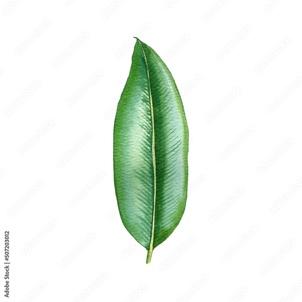 Fototapeta premium watercolor drawing tropical green leaf isolated at white background , hand drawn illustration