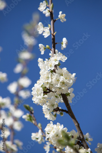 white flowers fruit trees closeup spring nature