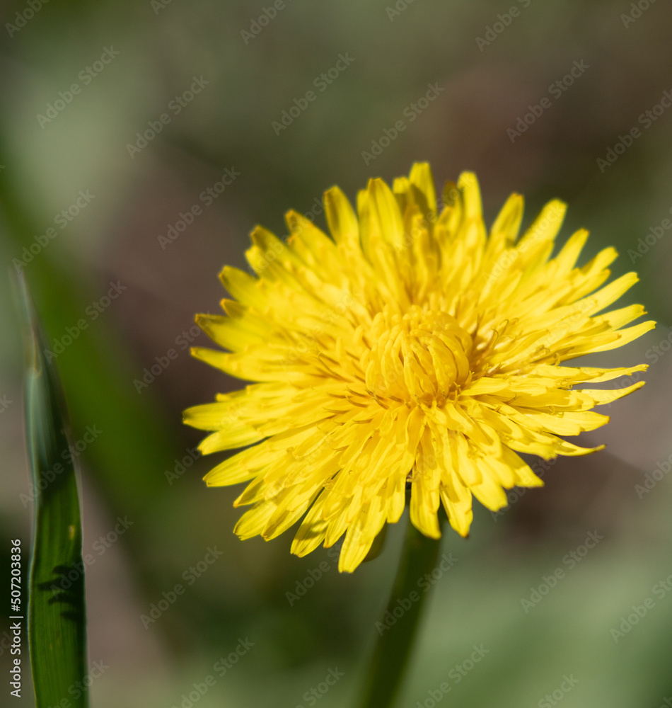 Yellow flowers dandelions in green grass closeup Yellow flowers dandelions in green grass closeup