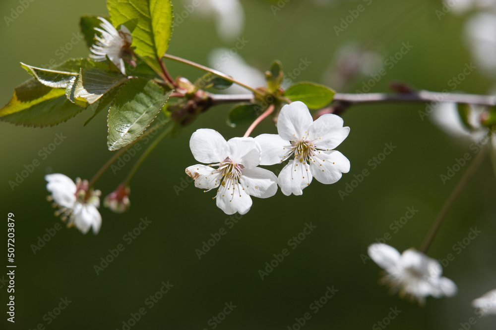 white flowers fruit trees closeup spring nature white flowers fruit trees closeup spring nature