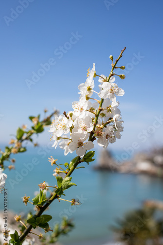 White cherry flowers, spring nature.