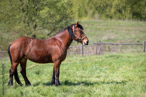 The horse is bay red-brown with black legs  mane and tail.