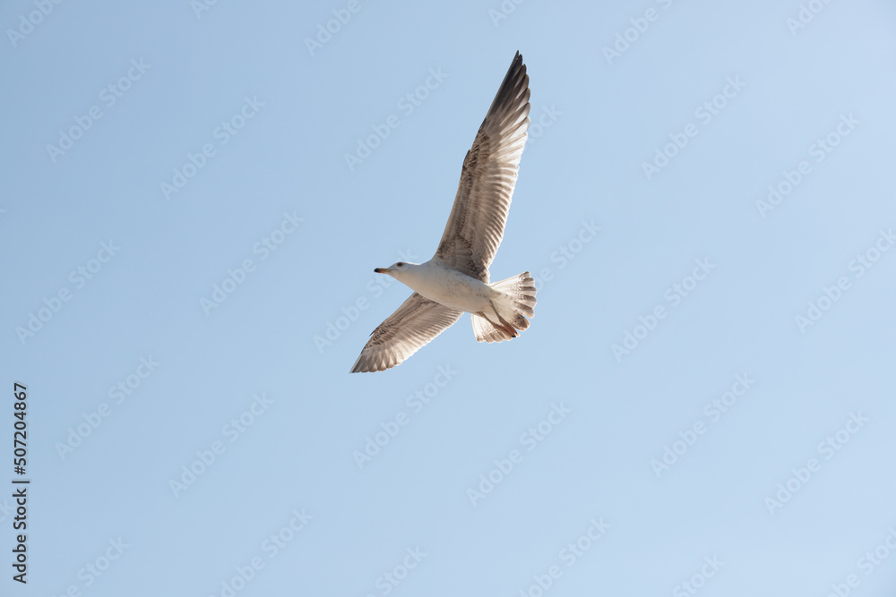 Seagull in flight against the sky Seagull in flight against the sky