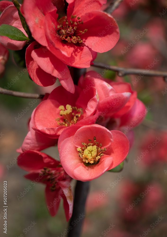 flowering ornamental japanese apricot, nature flowering ornamental japanese apricot, nature