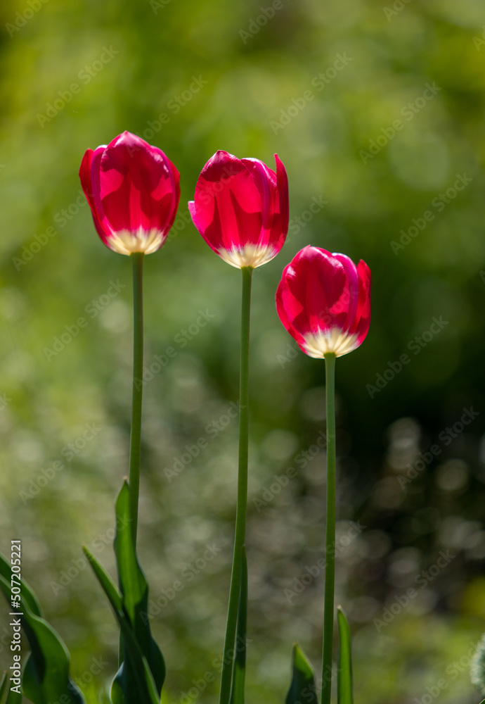 bright tulip flowers in nature