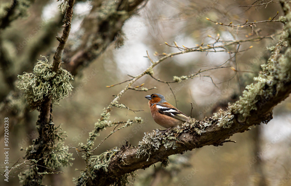 Goldfinch, a bird sits on a branch in the forest and sings. Goldfinch, a bird sits on a branch in the forest and sings.