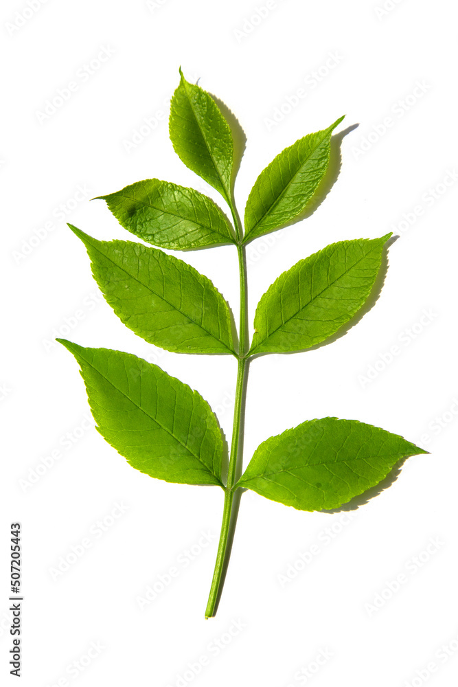 Green leaves on a white background.