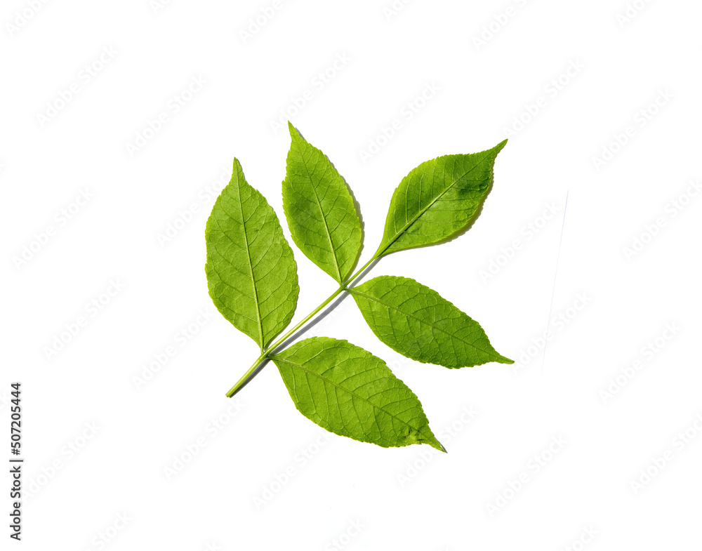 Green leaves on a white background. Green leaves on a white background.