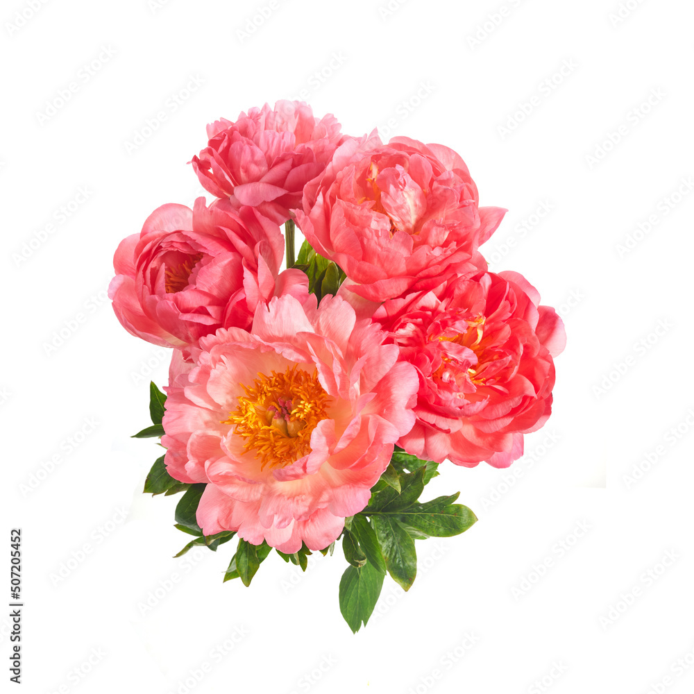 Beautiful pink peonies flowers isolated on white background Beautiful pink peonies flowers isolated on white background