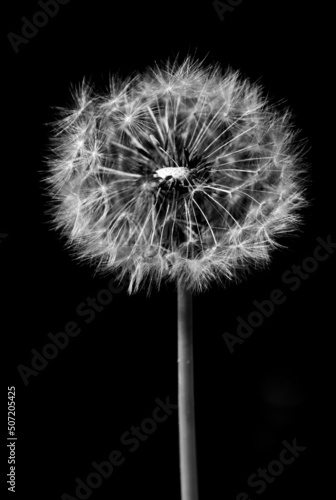 Fluffy white dandelion flower on black background