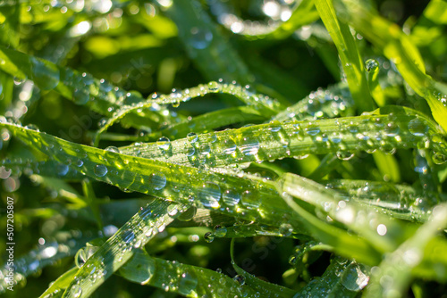 Bokeh blurred background of green grass in nature.