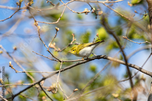 Small yellow bird on the branches of trees close-up.