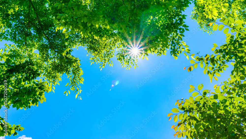 夏の青空と新緑と太陽の木漏れ日 夏の青空と新緑と太陽の木漏れ日