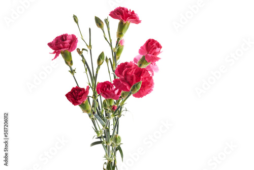 Branch pink carnation flowers isolated on white background