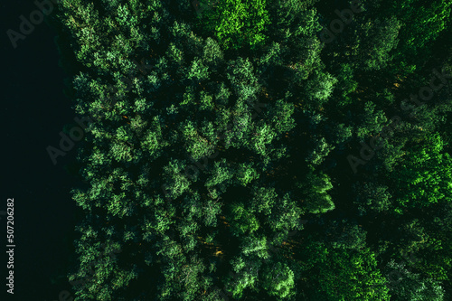 Green Forest Background, Top Down Drone View