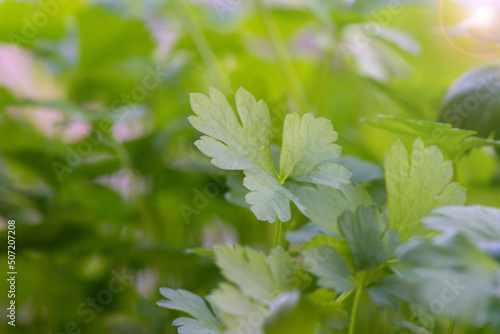 Macro shot of fresh parsley in the garden