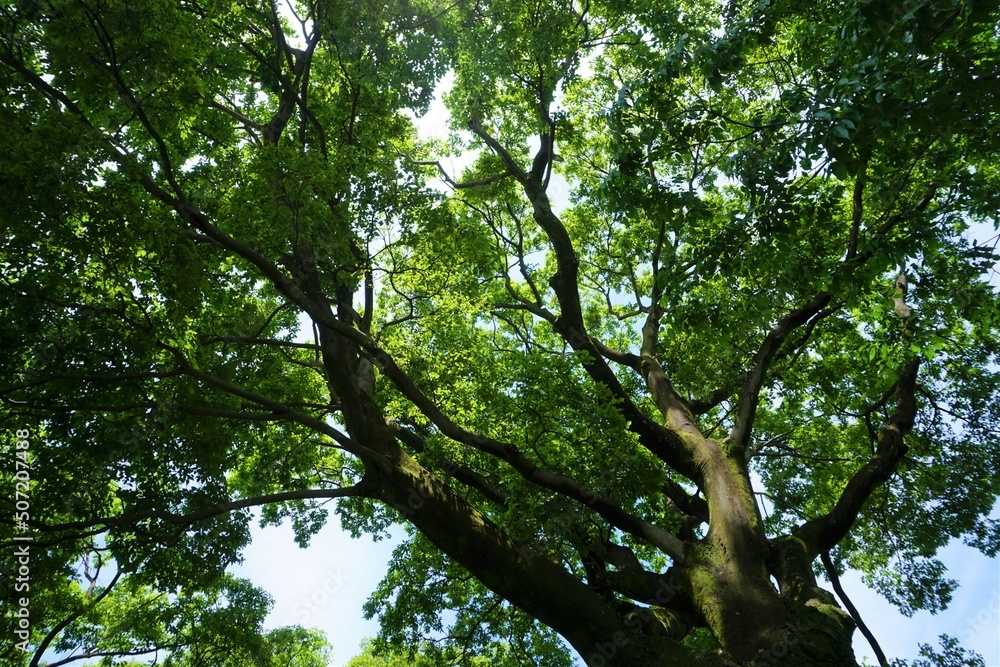 Fototapeta premium 下から見上げた大きな木と葉