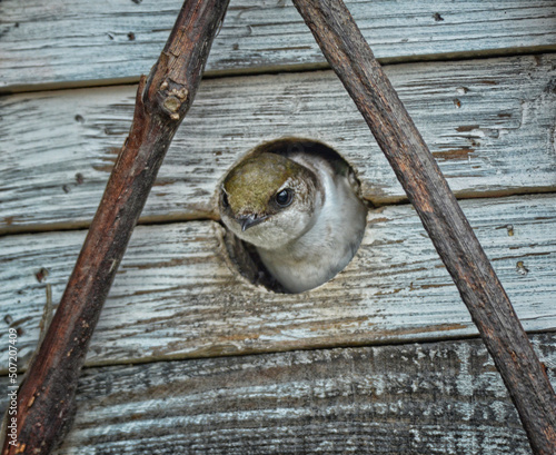 Tree swallow (Tachycineta bicolor) peeking out from a weathered nest box opening to see what's going on. 