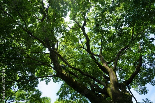 下から見上げた大きな木と葉