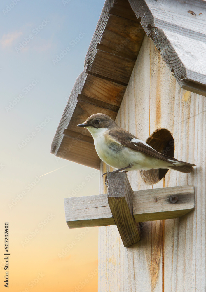 Fototapeta premium Pied Flycatcher (Latin Ficedula hypoleuca) It is a small graceful bird, inhabitant of deciduous and coniferous forests, body length 11-18 cm, weight 8-25 g. It winters in Central and West Africa.