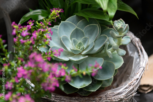 Exotic succulent plants. Evergreen Echeveria Perle von Nurnberg rosette of blue and green leaves. Succulent  cactus growing in a pot in the garden. Scandinavian modern home decoration