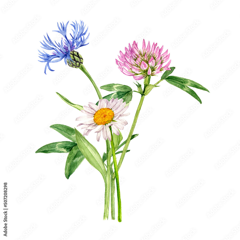 watercolor drawing bouquet of flowers, cornflower,red clover and daisy isolated at white background , hand drawn botanical illustration