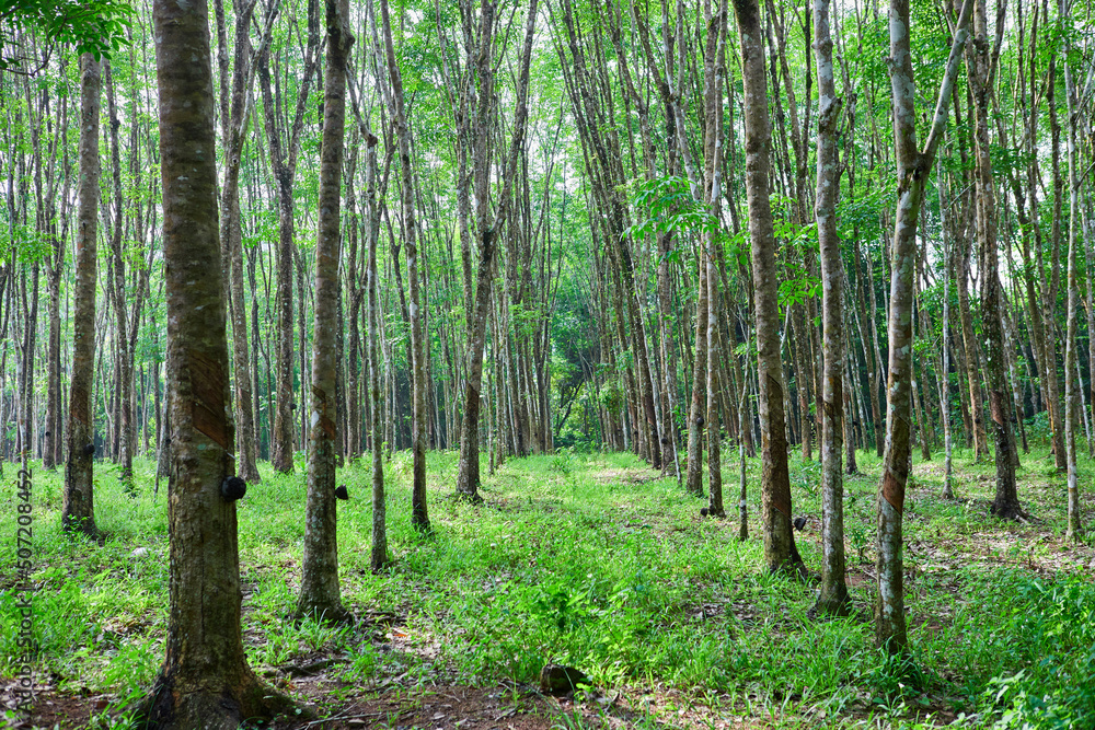 Rubber tree in a row on the plantation Rubber tree in a row on the plantation