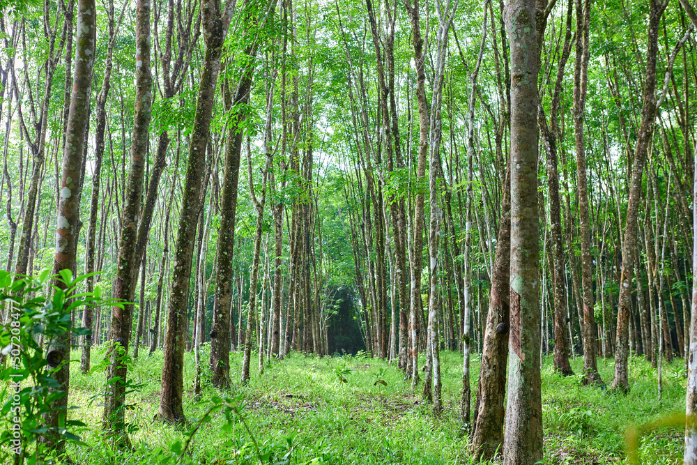 Rubber tree in a row on the plantation
Rubber tree in a row on the plantation
