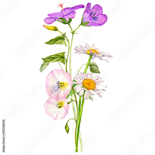 watercolor drawing bouquet of flowers  geranium  bindweed and daisy isolated at white background   hand drawn botanical illustration